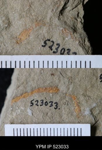 undet. Ichnofossil