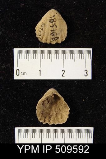 undet. Rhynchonellida