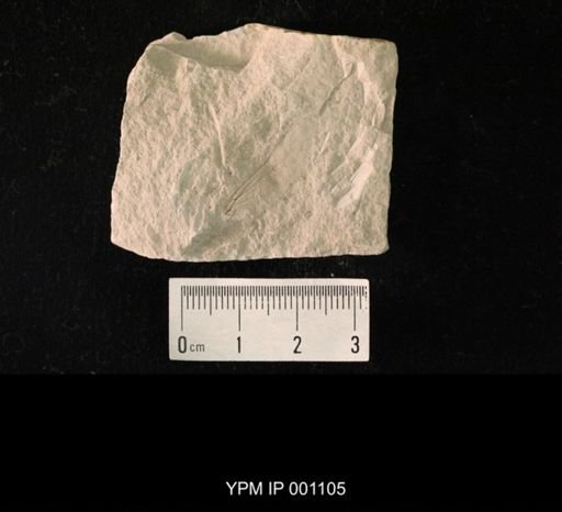 Protereisma permianum