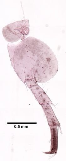 Hyalella cf. azteca