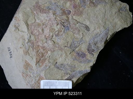 undet. Graptolithina