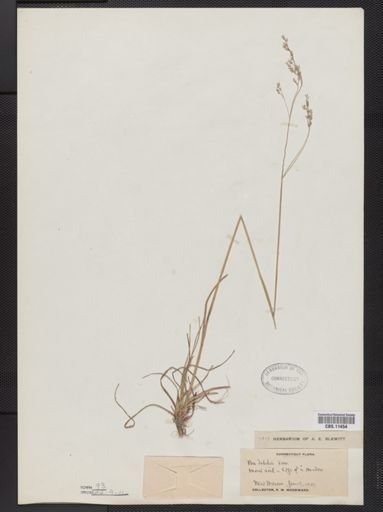 Poa languida