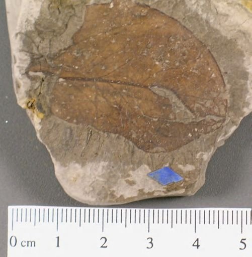 Andromeda latifolia
