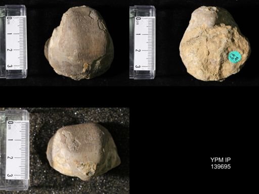 Productus (Linoproductus) lineatus