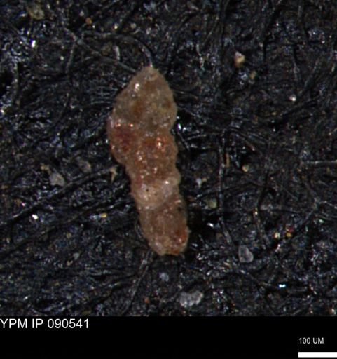 Verneuilinoides hectori