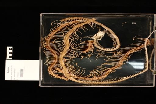 Morelia spilota