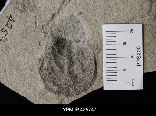 Conchidium sp.