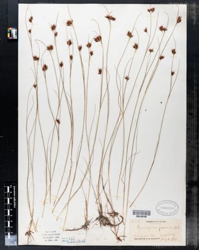 Rhynchospora fusca
