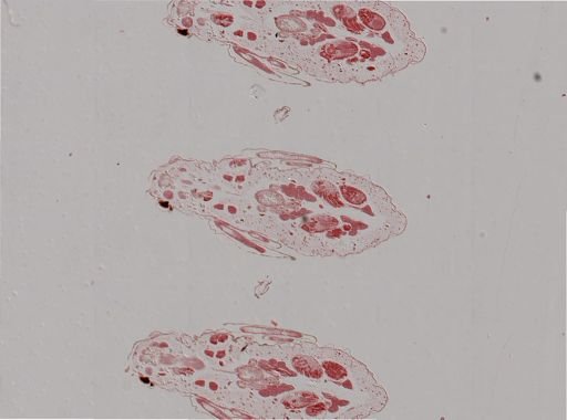 Rhopalosiphum nymphaeae