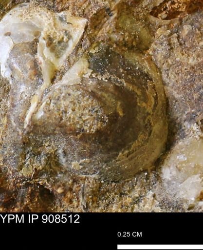 undet. Bivalvia