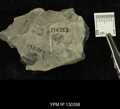Phacops rana