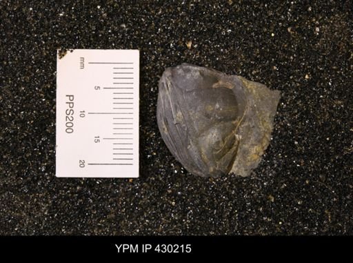 Dipleura dekayi