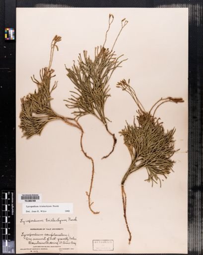 Lycopodium tristachyum