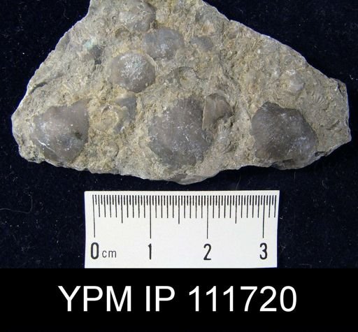 Brachyprion robustum