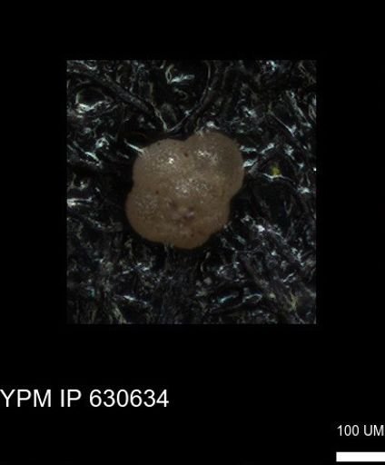 undet. Rugoglobigerinidae