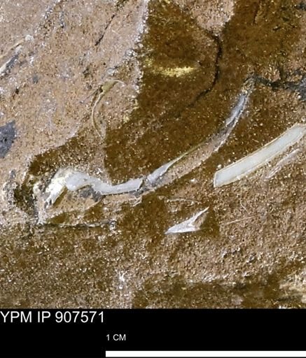 undet. Mollusca