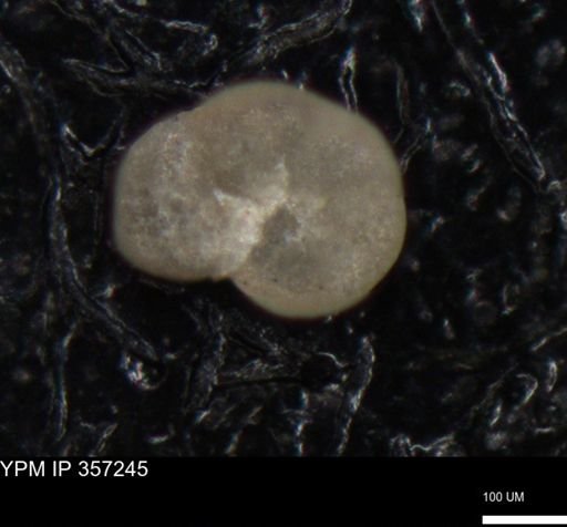 undet. Foraminiferida