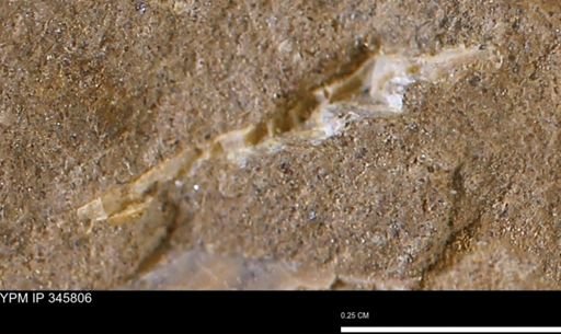 undet. Mollusca