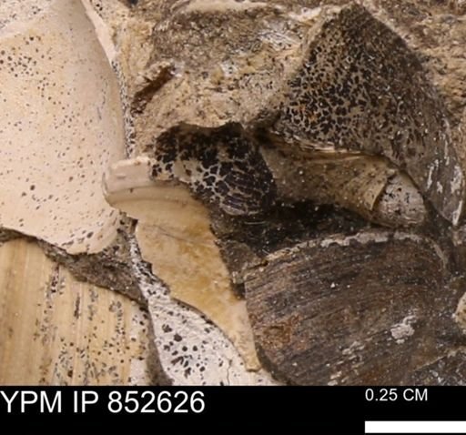 Limopsis striatopunctatus