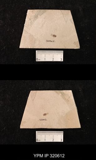 undet. Coleoptera