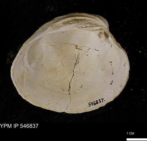 Venus mercenaria antiqua