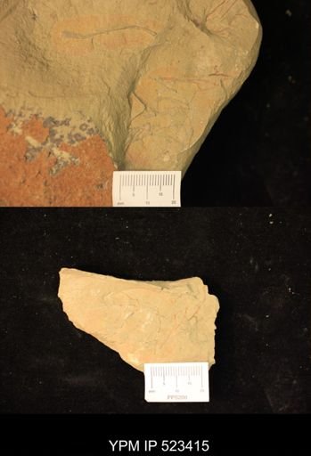 undet. Graptolithina