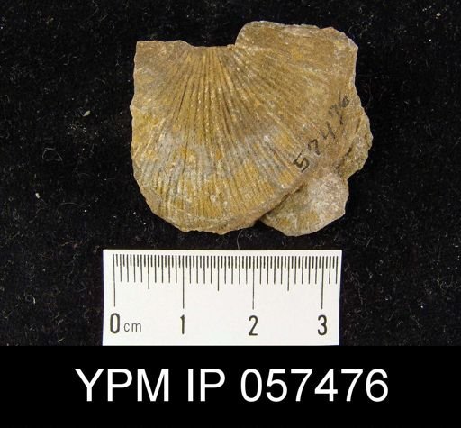 Strophonella punctulifera
