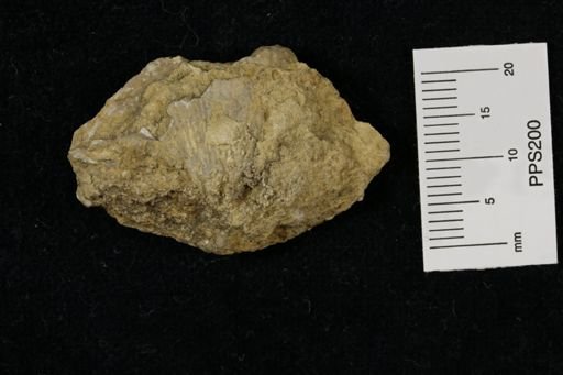Neospirifer dunbari