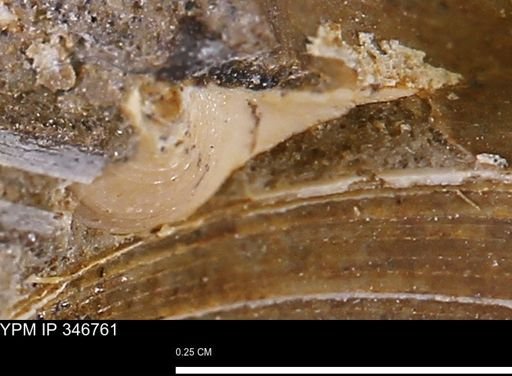 undet. Bivalvia