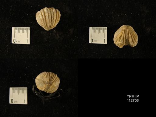 Hiscobeccus sp.