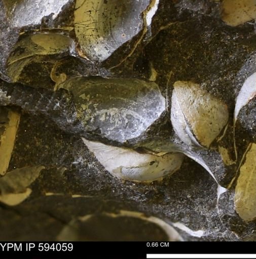 Limopsis? striatopunctatus