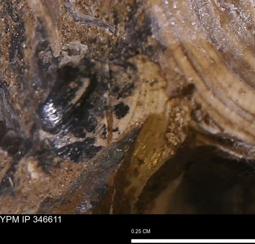 Limopsis striatopunctatus