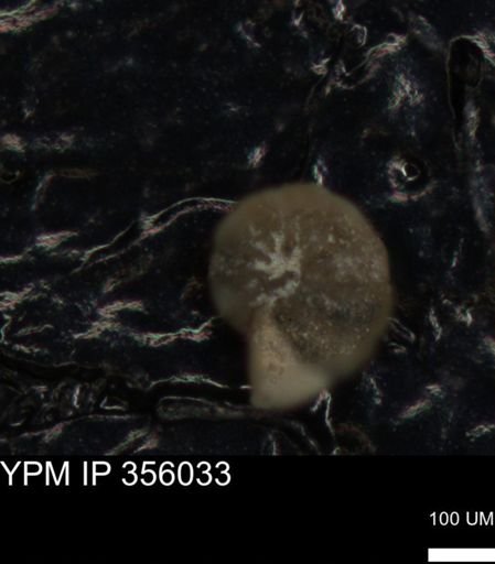 undet. Foraminiferida