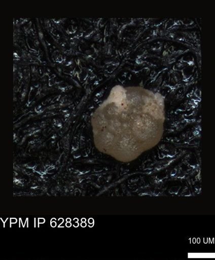 undet. Foraminiferida