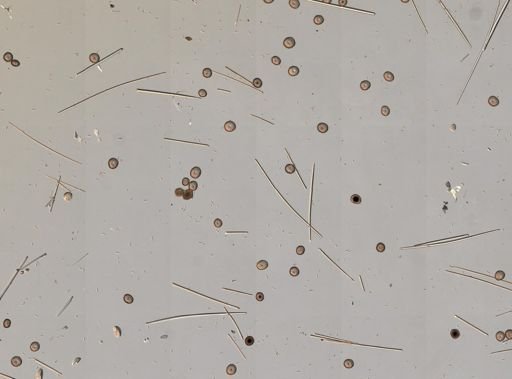 Pachymatisma johnstonia
