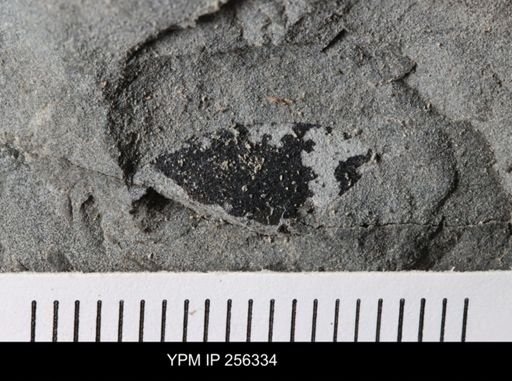 Eurypterida