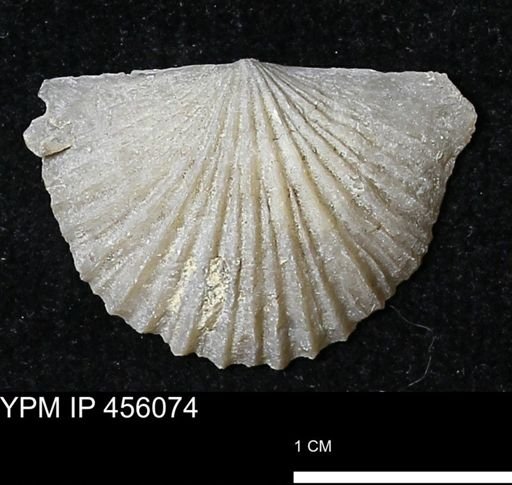 Platystrophia sp.