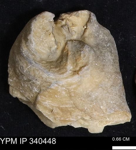 Ostrea glabra