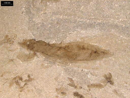 undet. Insecta