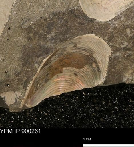 undet. Scaphitidae