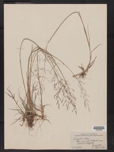 Agrostis alba