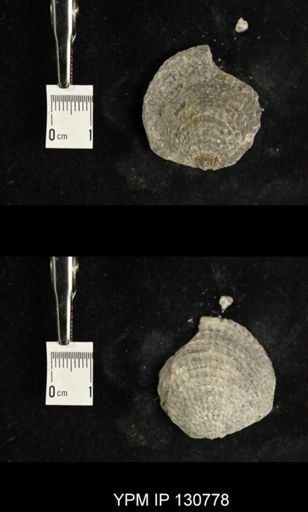 Spinatrypa spinosa