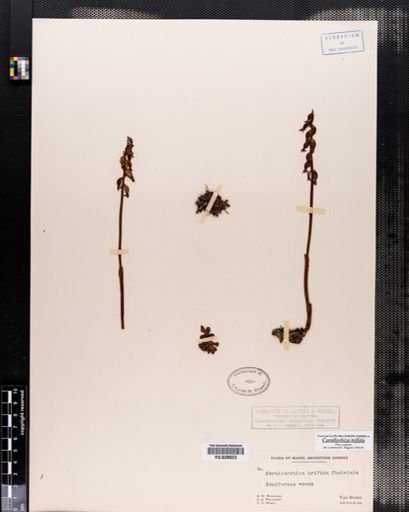 Corallorrhiza