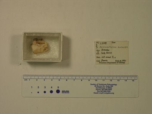 Archaeohyrax suniensis