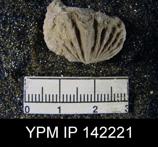 Spiriferina cristata