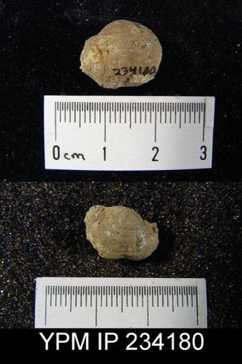Marginifera wabashensis
