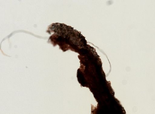 Aplysilla polyraphis