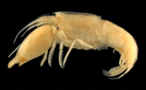 Synalpheus fritzmulleri