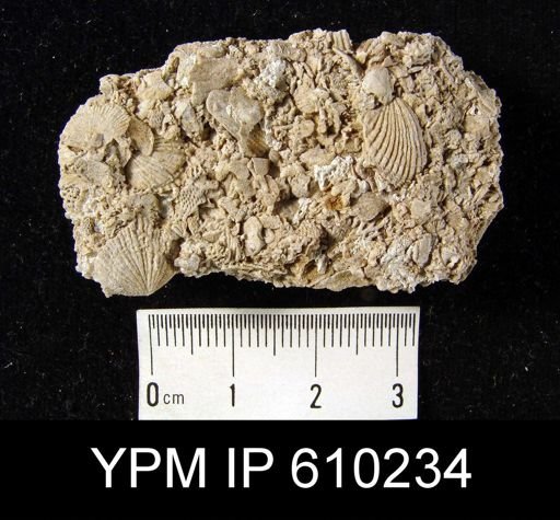 Anoplotheca planoconvexa