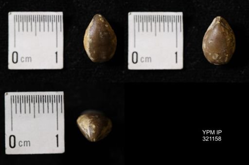 Dielasma sp.